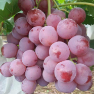 Delicious Red Grape - 20 Pcs Seeds image
