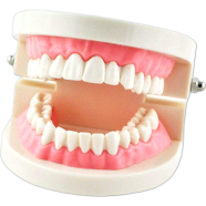 Dentist Flesh Pink Gums Standard Teeth Model Study image