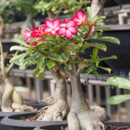 Desert Rose Adenium Obesum Semillas Bonsai Flower Plant- 5 Pcs Seeds image