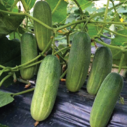 Deshi Cucumber Seeds 0.1gm image