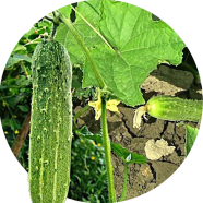 Deshi Khiraai Vegetable - 20 Pcs Seeds image