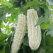 Deshi Organic Balsom Pear - 10 Pcs Seeds image