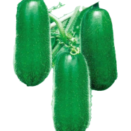 Deshi Organic Green Chalkumra Seed - 50 Pcs Seeds image