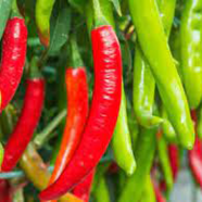 Deshi Organic Long Spicy Red/Green Chili Seeds - 20 Pcs image
