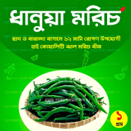 Dhanua Jaater Baromasi High Grade Kacha Morich Beej image