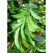 Dwarf Bean Seeds - 10Pcs image