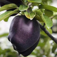 Dwarf Black Diamond Apple Bonsai - 20 Pcs Seeds image