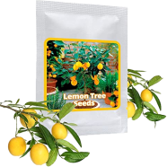 Dwarf Lemon Tree Bonsai Seeds 10 Pcs image