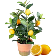 Dwarf Lemon Tree Seeds - 10 Pcs image