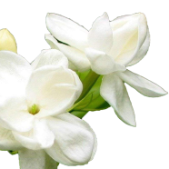 Dwarf Natural Gardenia Bulbs Jasmine Flower Seeds - 20 Pcs image