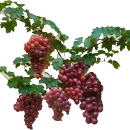 Dwarf Red Grape Seeds - 10 Pcs image
