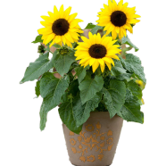 Egrow 20 Pcs Dwarf Sunflower- Seeds image