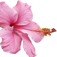 Egrow 25 Pcs Seeds/Pack Flower Flores-25Pcs Seeds image