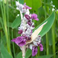 Egrow Dealbata Seeds Thalia Flower 10 Pcs Pack image