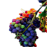 Egrow Mixed Finger Grape Seeds 10 Pcs image