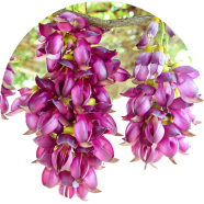Egrow Mucuna Birdwoodiana Tree Seeds - 20 Pcs image