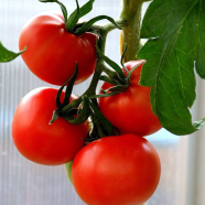 Egrow Red Black Tomato Seeds -25 Pcs Plus image