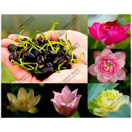 Exclusive Color Lotus Flower Seed 3 Pcs image
