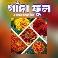 Exclusive Color Marigold Seed F1 Hybrid image