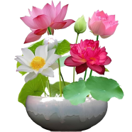 Exotic Lotus Flower -5 Pcs Seeds image