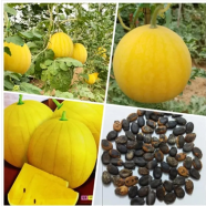 F1 Hybrid Watermelon Yellow Skin Yellow Flesh Thai Variety-5 Seeds image
