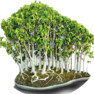 Ficus Landscape Bonsai - 10 Pcs Seeds image