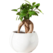 Ficus Landscape Bonsai Easy To Grow - 5 Pcs Seeds image