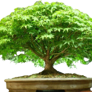 Ficus Landscape Bonsai Seeds - Rare 5 Pcs image