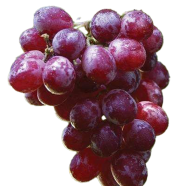 Finger Grape Bonsai Seeds 20 Pcs image