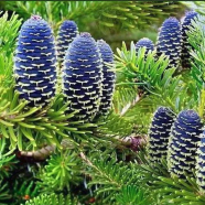 Fir Tree -10 Pcs Seeds (Global) image