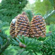 Fir Tree Seeds - 30 Pcs image