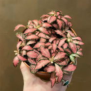 Fittonia Verschaffeltii Bonsai Mini Plant Seeds - 10 Pcs image