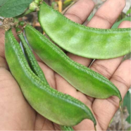 Flat Type Bean Seeds - 10 Pcs image