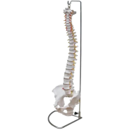 Flexible Human Spinal Column with Femur Vertebral Lumbar Curve Anatomical Model - 85 cm icon