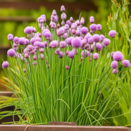 Four Seasons Chive - 70 Pcs Seeds image