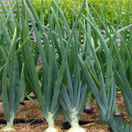 Four Seasons Chive Bonsais Onion Approximately 10 Pcs Seeds image