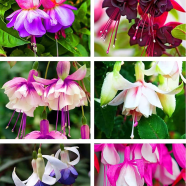 Four Seasons Chive Bonsais Onion Approximately 10 Bonsai image