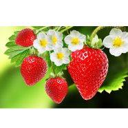 Four Seasons Red Strawberry Seeds image