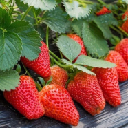 Four Seasons Strawberry Bonsai Seeds 20 Pcs image