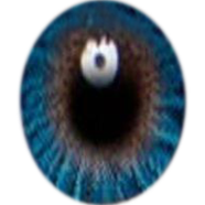 Freshlook True Sapphire Color Contact Lens image