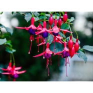 Fuchsia Flower Bonsai - Global 20 Pcs Seeds image