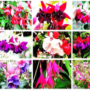 Fuchsia Flower Bonsai Seeds - 20 Pcs image