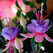 Fuchsia Hybrid Lantern Flower Seeds 10 Pcs image