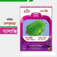Galaxy Hybrid Wax Gourd Seeds (10gm) image