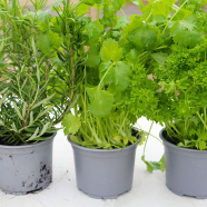 Garden/Tob Coriander 50 Pcs Seeds image