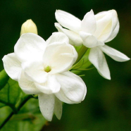 Gardenia Japanese Jasmine Flower -15 20 Pcs Seeds image
