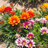 Gazania (African Daisies) Flower Seeds - Rare 10 Pcs image