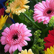 Gerbera Daisy Flower Bonsai Seeds -20 Pcs image