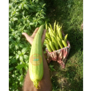 Giant Dhundol Seeds 1 gm Pack image