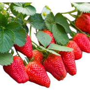Giant Thai Sweet Red Strawberry Bonsai Seeds 30pcs image